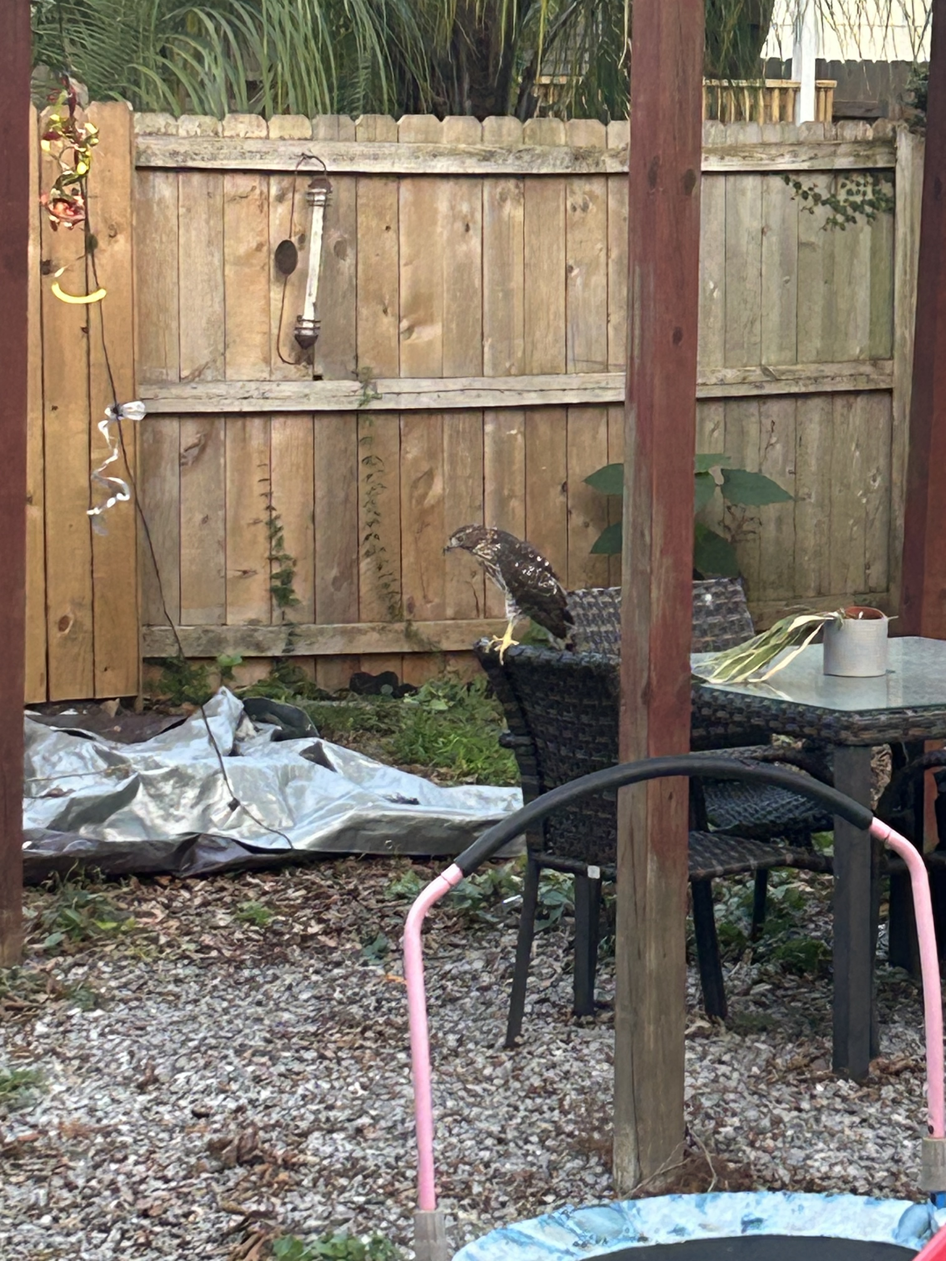 最近認識された鳥の写真