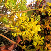 IMG-6827
