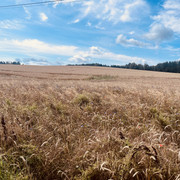 IMG-6872.jpg