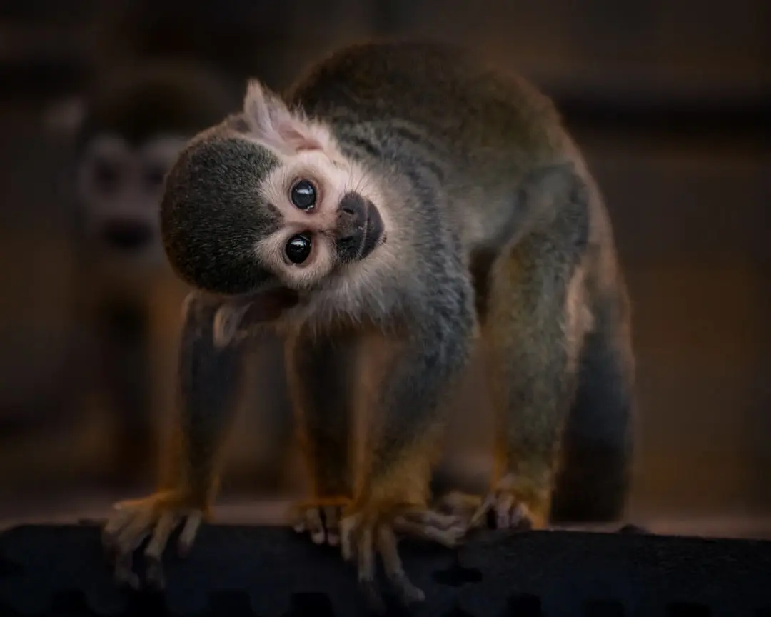 Sweet Monkey Comforts Rescue Parrot