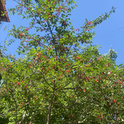 IMG 0468
