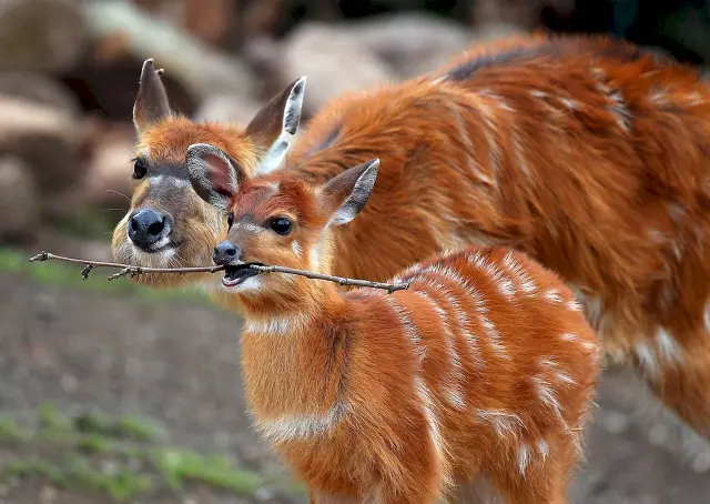 sitatunga-1