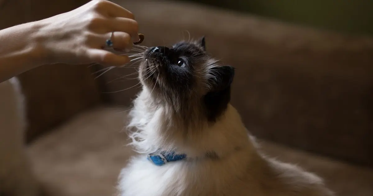 Clicker Training: A Fun Method to Teach Your Cat