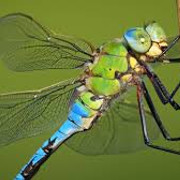 blue-dragonfly