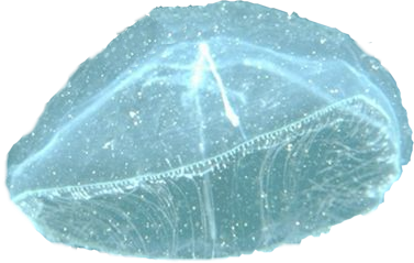 Element24.png