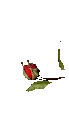 92-rose-2-reduite