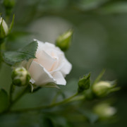 DSC03899 копия