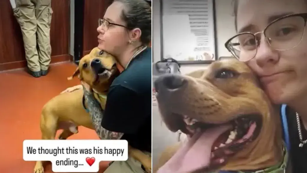Shelter Dog's Adoption Ends in Heartbreak