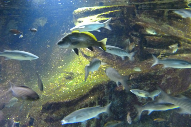 Aquarium