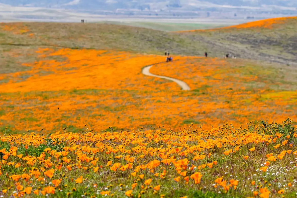 Spectacole de flori sălbatice din California
