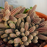 IMG-7009
