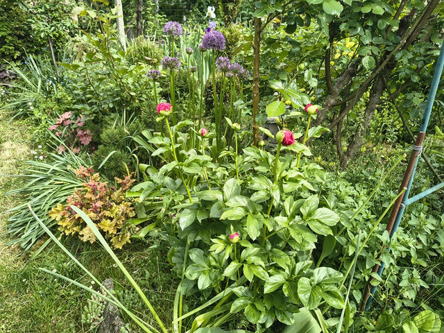 garden.jpg