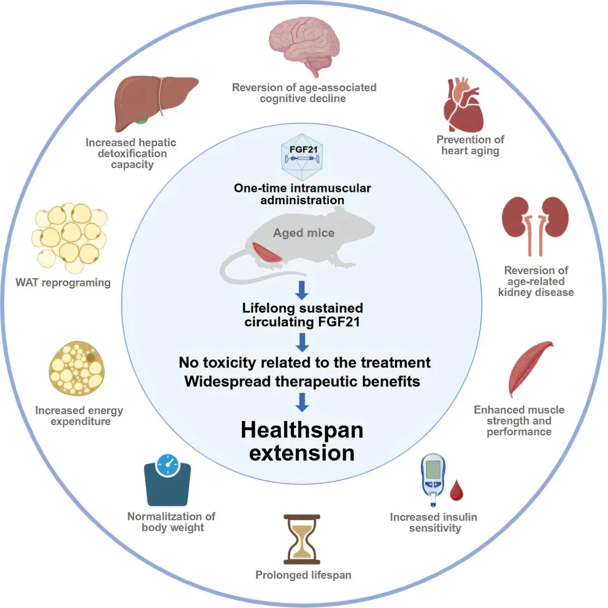 Gene Therapy Boosts Health in Aging Mice
