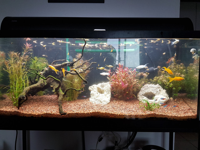 tank3