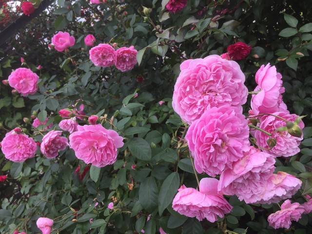 Harlow Carr