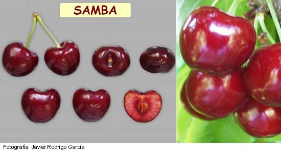 Cerisier Samba, variété de cerisier Samba, cerise à maturation moyenne