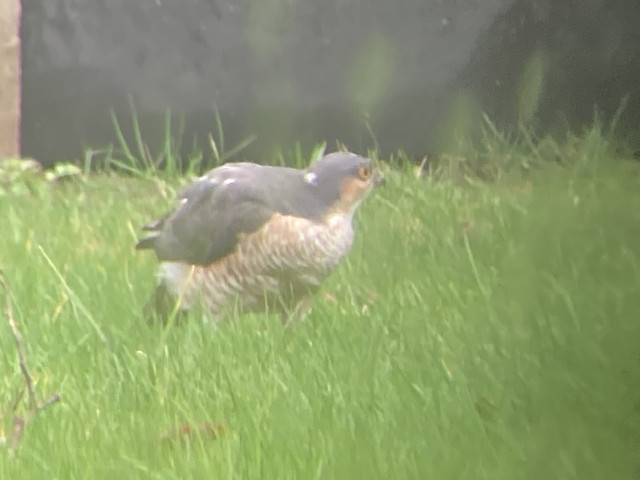 21-F2-DDBF-FD5-A-4-DDD-A407-978-F86-C87-CE5