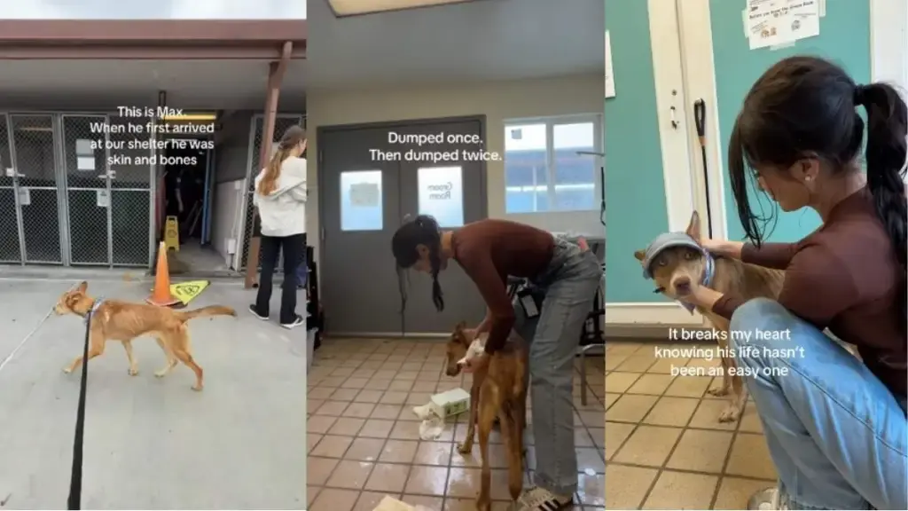 A Shelter Dog's Fleeting Happiness