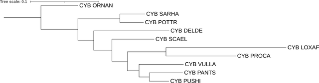 cyb-fastme-iqtree-tree