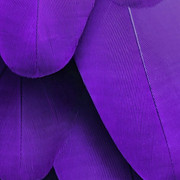 Purple-Fether