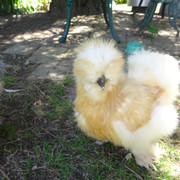Red Pyle young pullet