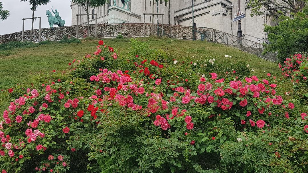 লকডাউরনর মধ্যেও প্রকৃতি অকৃত্রিমভাবে তার সৌন্দর্য বিলিয়ে যাচ্ছে।
