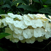 IMG-1986