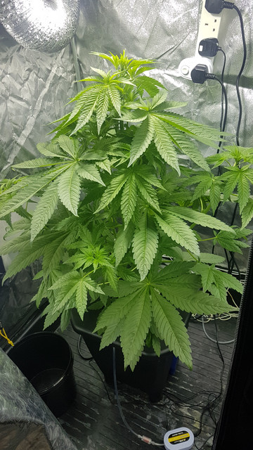 Hydro-day-37