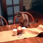 KAT4.gif
