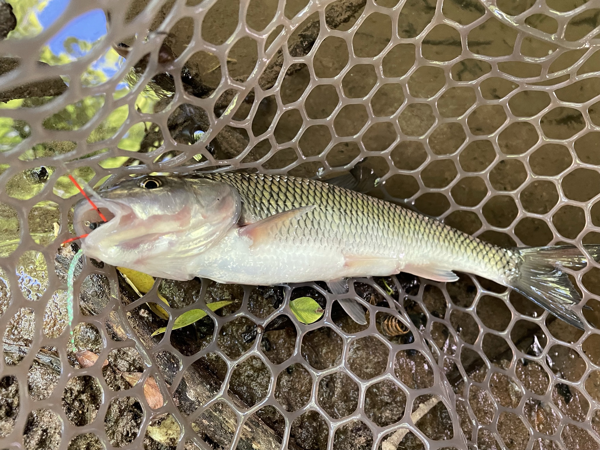 IMG-0112.jpg