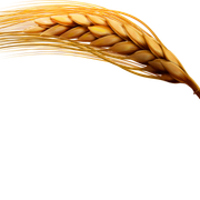 Wheat2