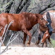 Horses-Set-2-2