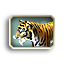 TigerBengal_Adult_F.tga.png