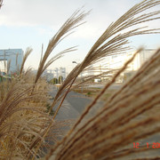 2009-01-12-18