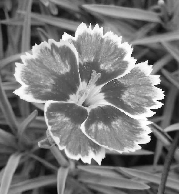 BW098-8