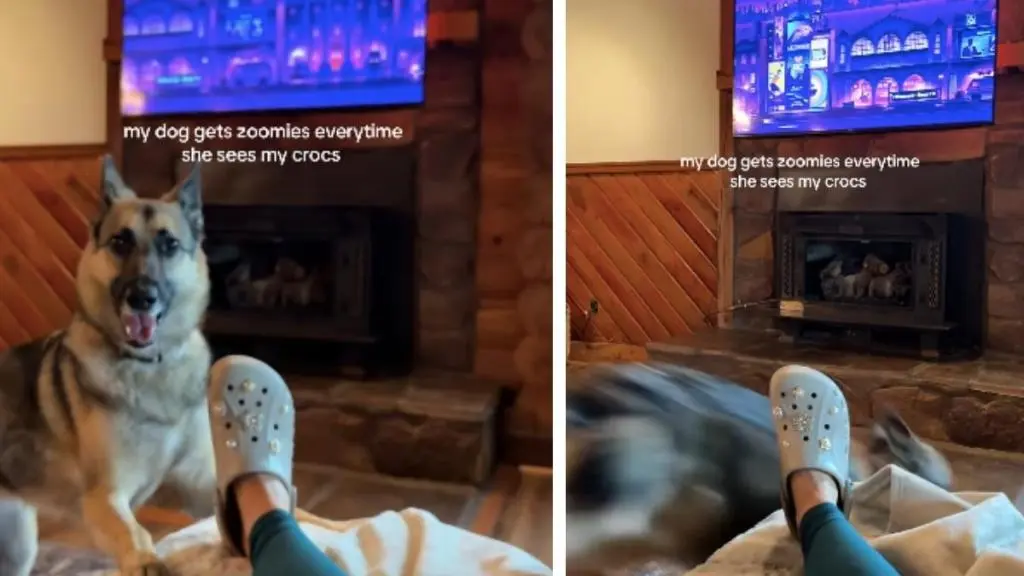 German Shepherd Develops Unusual Obsession With Owner’s Footwear