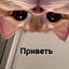 https://i.ibb.co/JF3R3MSb/esp-2.webp