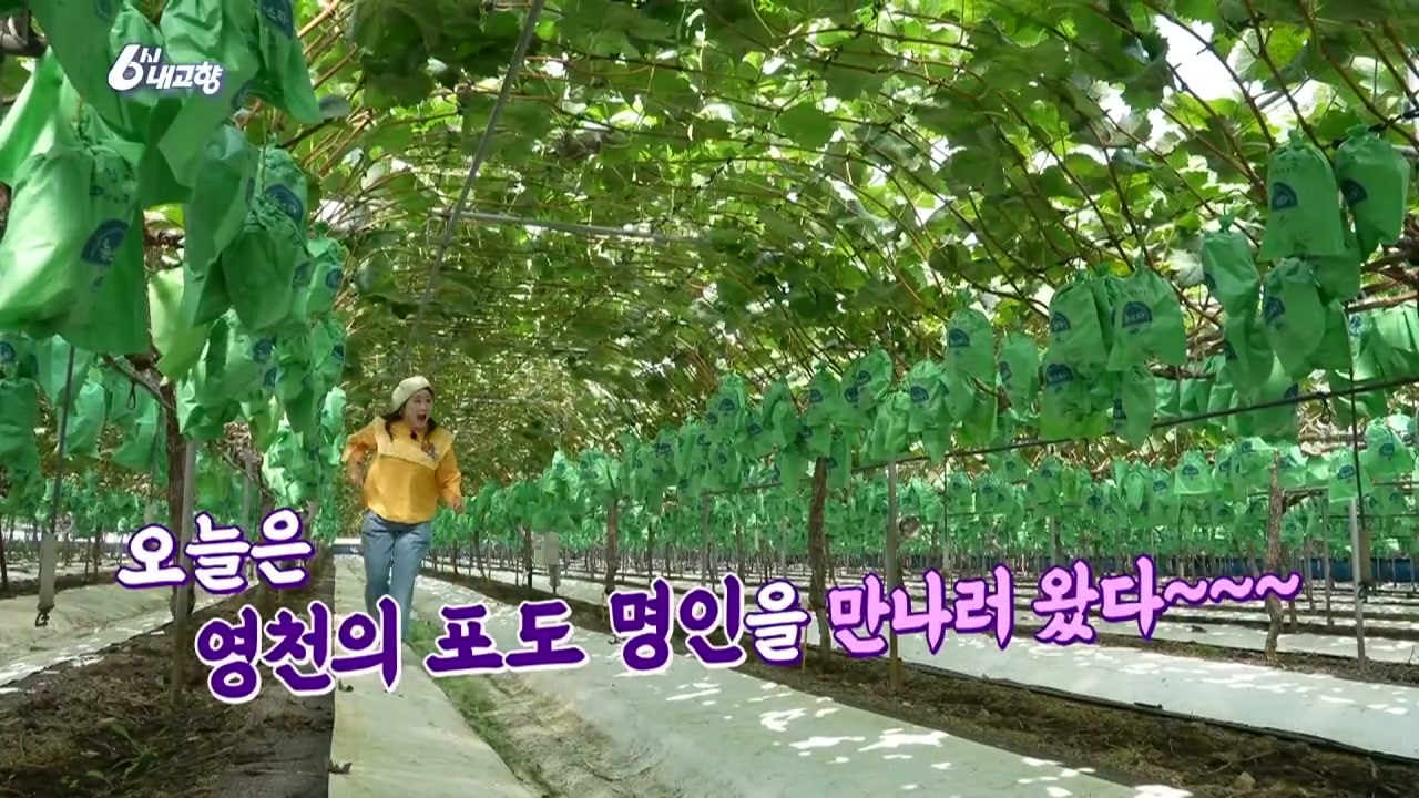 6시내고향 영천 샤인머스캣 캡처