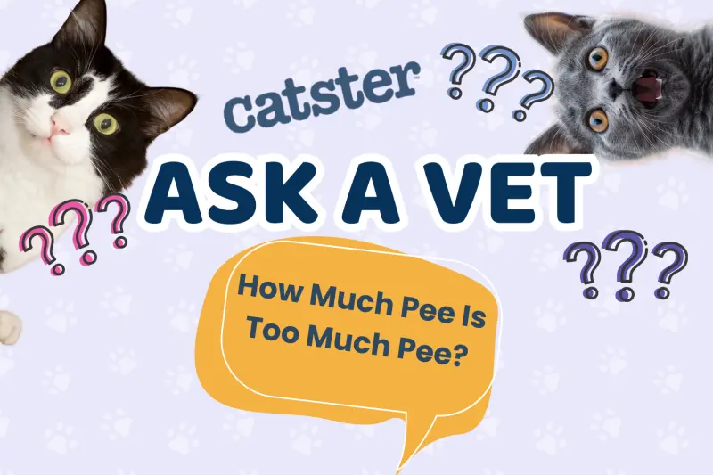 How Much Pee Is Too Much Pee?