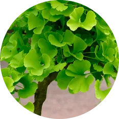 Ginkgo Biloba