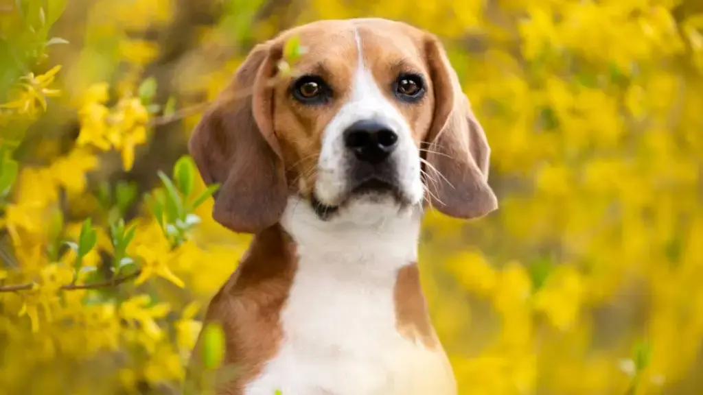 Beagles Find New Homes After Research Facility Closure