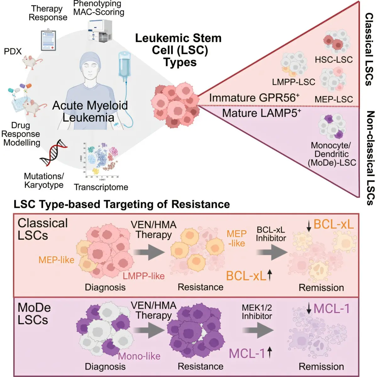 Leukemia Stem Cells Evade Treatment, New Research Reveals