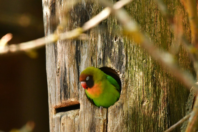 Lovebirds (Agapornis) at Copenhagen Zoo