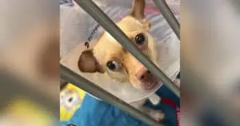 Dog Rescued After Vest Grew into His Skin