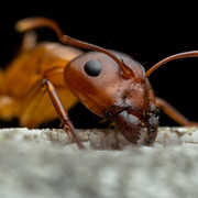 big-ant