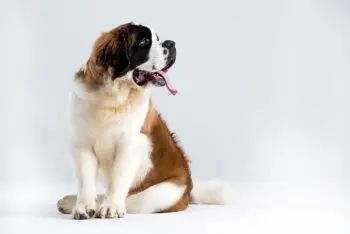 Essential St. Bernard Puppy Shopping List