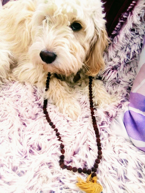 yogidog