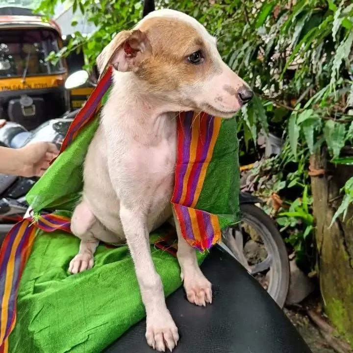 A Mumbai Dog's Life on the Tracks