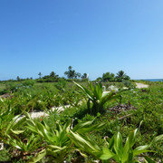 P1060464