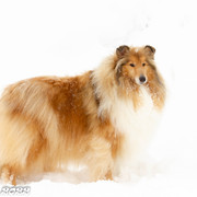 IMG-6591